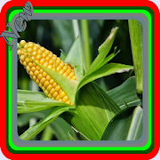 Sweet Corn Cultivation