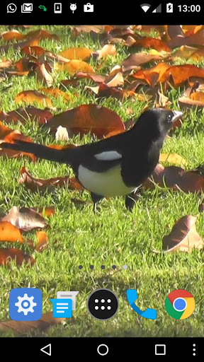 magpie wallpaper Screen 2