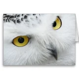 Snowy Owl Bird HD Wallpaper icon