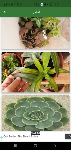 اطلس نباتات الزينة