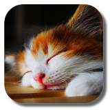 Sleep Cat Live Wallpaper icon