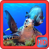Sea Turtle Video LiveWallpaper icon