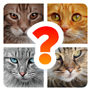 Top 36 Trivia Apps Like Cat Breed Quiz Game (Cat Game) - Best Alternatives