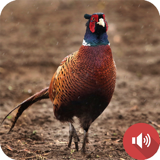 Pheasant Sounds logo