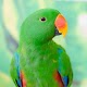 Eclectus Parrots Wallpapers HD Download on Windows