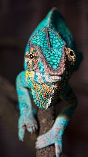 Chameleon Wallpaper Screen 3