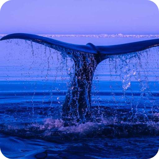 Blue Whale Wallpaper logo