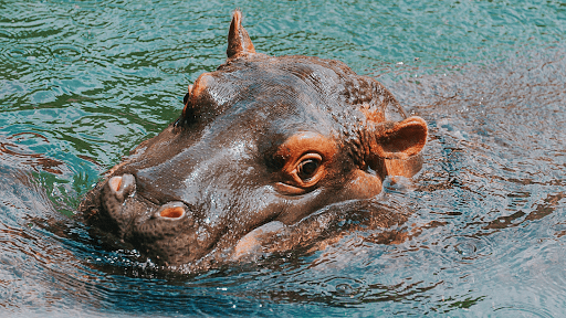 Hippopotamus Sounds