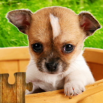 Cover Image of ダウンロード 犬のジグソーパズルゲームキッズ  APK