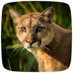 Icon image Cougar Sounds