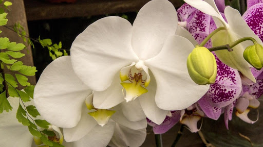 Orchid Flowers Wallpaper