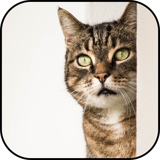 Cat wallpapers Header - AppWisp.com