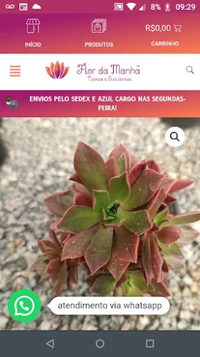 Flor da Manhã - Cactos e Suculentas - Latest version for Android - Download  APK