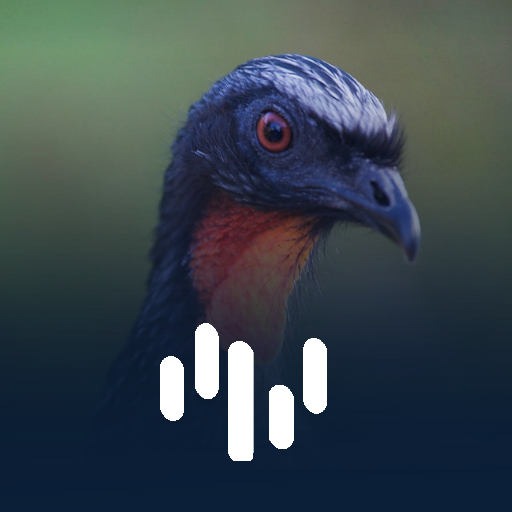 Canto Para Atrair Jacuaçu logo