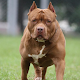 Pitbull Dog Wallpaper and Pitbull Puppies Laai af op Windows