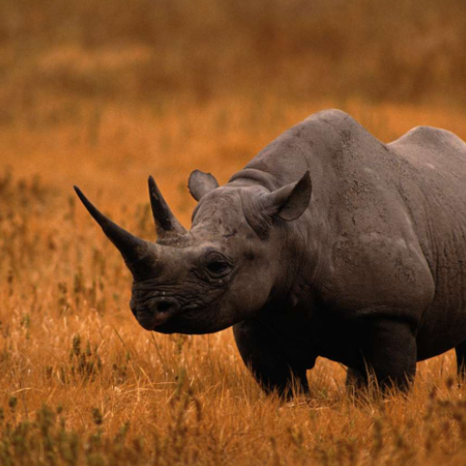 Rhinoceros sounds logo