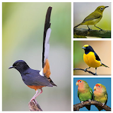 Top Suara Burung Berkicau Offline icon