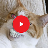 Funny Cat Videos icon