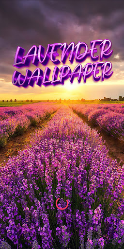 Android application lavender wallpaper screenshort