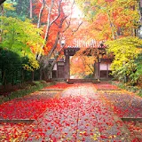 3D autumn japan icon