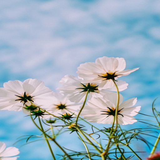 Spring Live Wallpaper Parallax logo