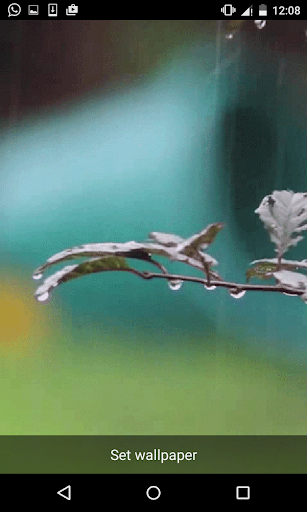 Rain Live Wallpapers