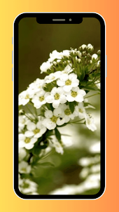 Flower Alyssum Wallpaper HD
