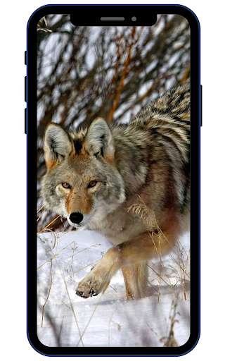 Coyote Wallpaper Screen 2