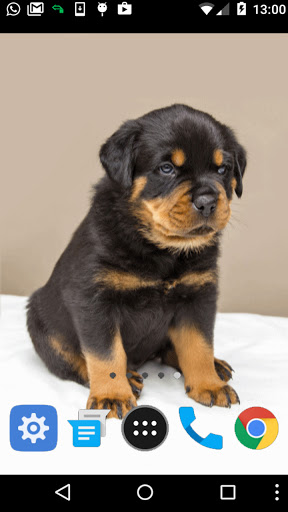 rottweiler puppy wallpaper Screen 2