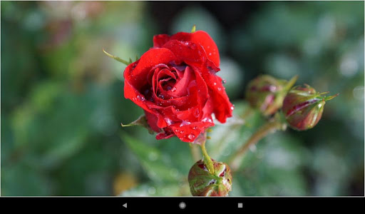 Germany Nature Wallpapers UAE Expo 2020 Gift