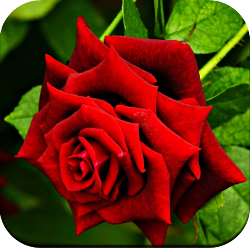 Rose Wallpaper HD 1.08 Icon