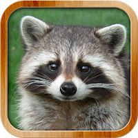Kids Learn About Animals