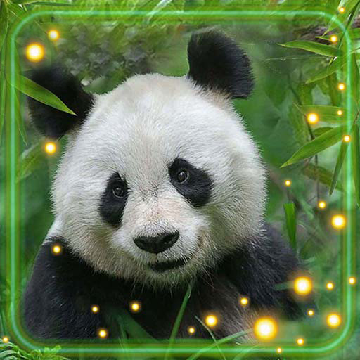 Panda HD Live Wallpaper - Ứng dụng trên Google Play