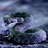 Snake Skin Live Wallpaper icon
