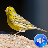 Canary Bird Sounds Ringtones icon