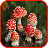 Mushroom Wallpaper icon