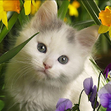 Kittens Jigsaw Puzzle icon