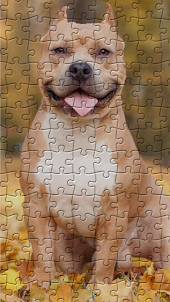 Pitbulls Jigsaw Puzzles
