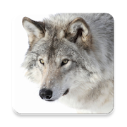 Top 35 Music & Audio Apps Like Gray Wolf Sound Collections ~ Sclip.app - Best Alternatives