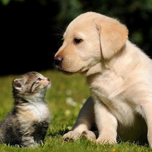Fonds D Ecran Chiots Et Chaton Applications Sur Google Play