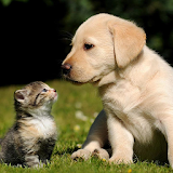 Puppy and Kitten Wallpapers icon