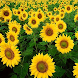 美しい太陽の花 - Androidアプリ
