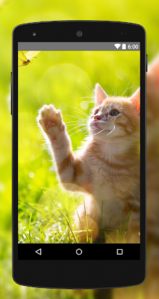 壁紙猫4k Uhd Androidアプリ Applion