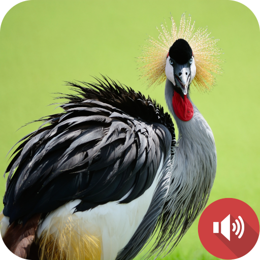 Crane Bird Sounds logo
