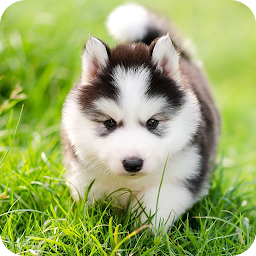 Icon image Husky Puppy Wallpapers