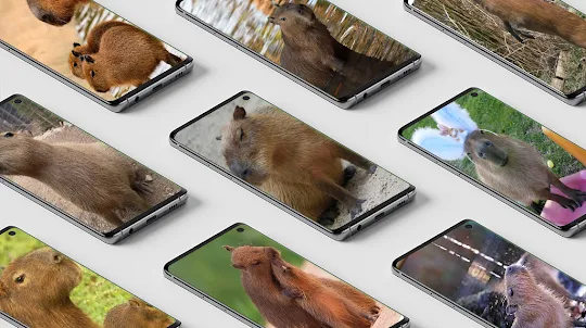 Masbro Capybara Wallpaper