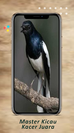Android application Master Kicau Cendet Juara screenshort