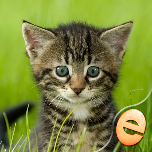 Kittens Jigsaw Puzzle Games  Icon