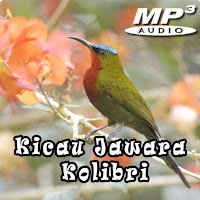 Kicau Jawara Kolibri