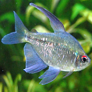 Budidaya Ikan Hias Diamond Tetra